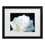 Kurt Shaffer " White Rose II " by Kurt Shaffer - Image 8