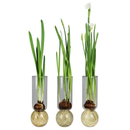 Levesque Glass Table Vase - Chic Decora