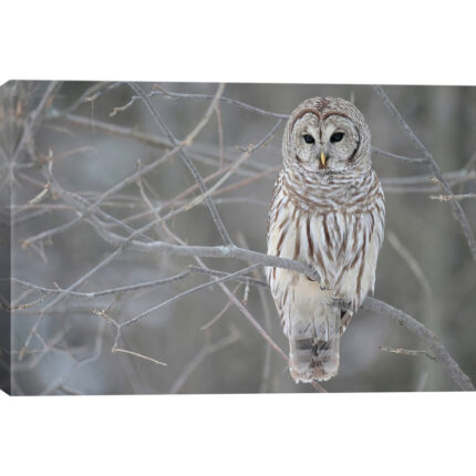 Modern & Contemporary - Chic Decora