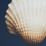 Ocean Seashells 4-piece Framed Canvas Wall Art Set - Image 6