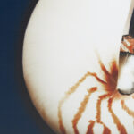 Ocean Seashells 4-piece Framed Canvas Wall Art Set - Image 8