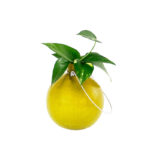 Sanora Glass Table Vase - Image 6