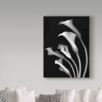 Susan S. Barmon " Calla Lilies 3 Black And White "