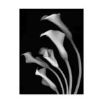 Susan S. Barmon " Calla Lilies 3 Black And White " - Image 2