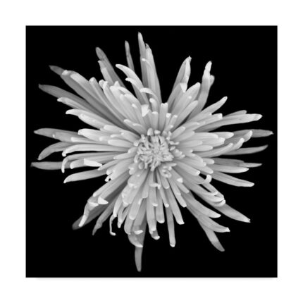 Susan S. Barmon ” Chrysanthemum 1 Black And White “ - Chic Decora