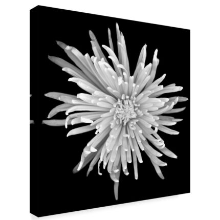 Susan S. Barmon ” Chrysanthemum 1 Black And White “ - Chic Decora