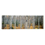 " Aspen Trees In A Forest Alberta, Canada " by Panoramic Images - Image 2
