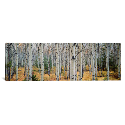 ” Aspen Trees In A Forest Alberta, Canada ” by Panoramic Images - Chic Decora