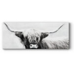 " Highland Longhorn " - Image 6