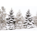 " Snowy Pine Trees " by Lori Deiter - Image 6