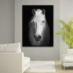 White Horse Face - Wrapped Canvas Photograph Print - Image 4